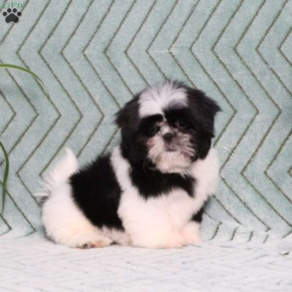 Polecat, Shih Tzu Puppy